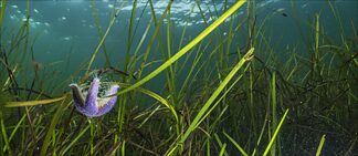 Magic Meadows – The Power of Seagrass“